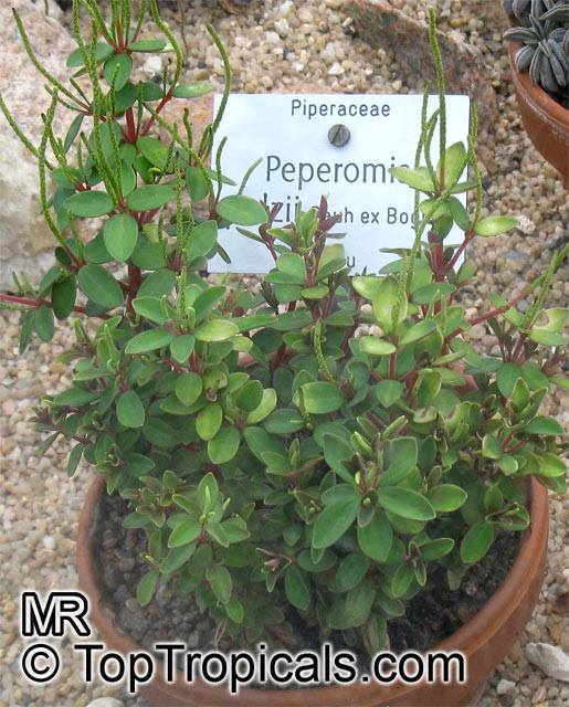 Peperomia sp., Radiator Plant. Peperomia polzii