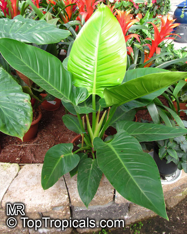 Philodendron sp., Guacamayo, Papaya de Monte. Philodendron 'Imperial Gold'