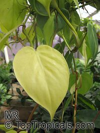 Philodendron scandens, Philodendron hederaceum, Heart Leaf Philodendron

Click to see full-size image