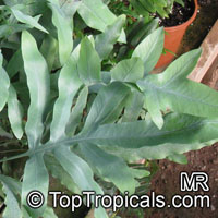 Phlebodium aureum, Polypodium aureum, Polypodium leucotomos, Golden Polypody, Golden Serpent Fern, Cabbage Palm Fern

Click to see full-size image