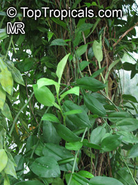Pothos sp., Pothos

Click to see full-size image