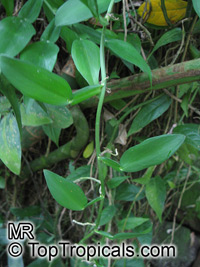 Pothos sp., Pothos

Click to see full-size image