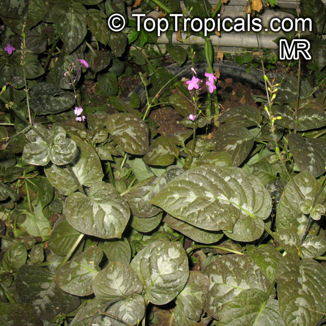 Pseuderanthemum alatum, Chocolate Plant