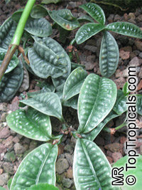 Psychotria ankasensis, Psychotria

Click to see full-size image