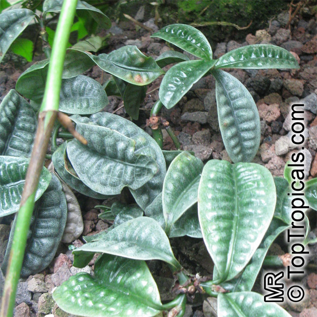 Psychotria ankasensis, Psychotria