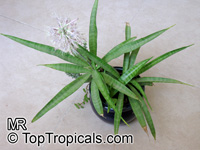 Sansevieria dooneri, Dwarf Sansevieria