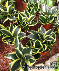 Sansevieria trifasciata, Birds Nest Sanseviera, Mother in Law Tong

Click to see full-size image