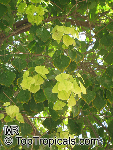 Triadica sebifera, Sapium sebiferum , Chinese Tallow, Popcorn Tree