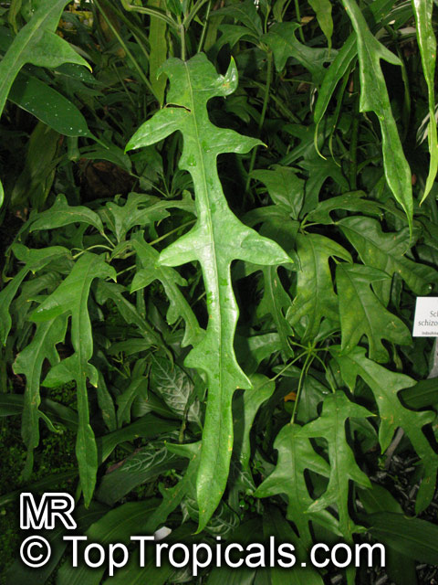 Schefflera sp., Schefflera, Brassaia, Dizygotheca, Heptapleurum