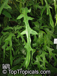 Schefflera sp., Schefflera, Brassaia, Dizygotheca, Heptapleurum

Click to see full-size image