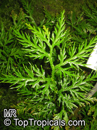 Selaginella sp., Spikemoss

Click to see full-size image