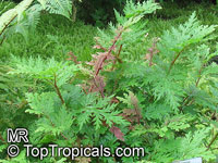 Selaginella sp., Spikemoss

Click to see full-size image