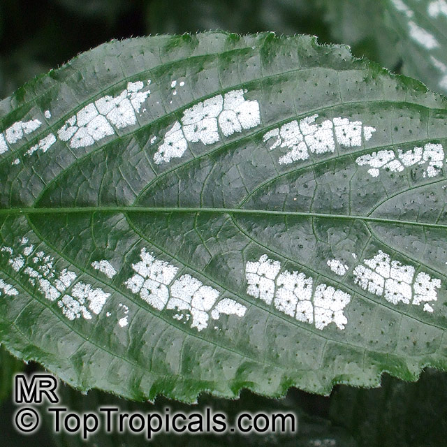 Sympagis maculata, Strobilanthes maculatus, Green Shield