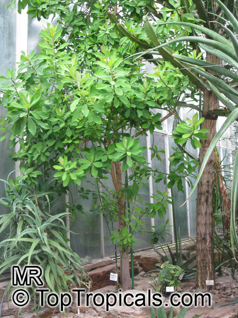 Euphorbia umbellata, Synadenium compactum, Synadenium grantii, Euphorbia bicompacta var.rubrafolia, African Milk Bush