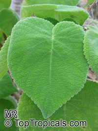 Tetradenia cordata, Madagascar Mint

Click to see full-size image