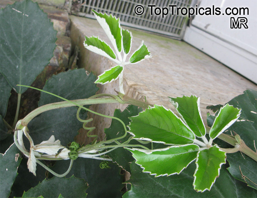 Tetrastigma voinierianum, Cissus tetrastigma, Lizard Plant, Chestnut Vine, Giant Grape Ivy, Wild Grape