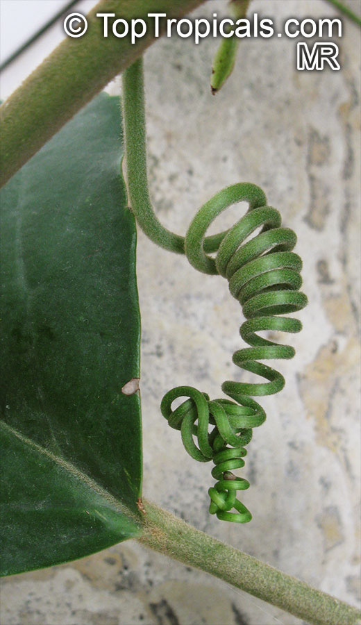 Tetrastigma voinierianum, Cissus tetrastigma, Lizard Plant, Chestnut Vine, Giant Grape Ivy, Wild Grape