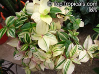 Tradescantia albiflora, Tradescantia fluminensis, Inch Plant, White-Flowered Wandering Jew

Click to see full-size image