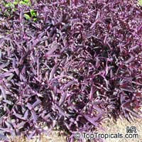 Tradescantia pallida, Setcreasea pallida, Purple heart, Purple queen

Click to see full-size image