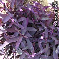 Tradescantia pallida, Setcreasea pallida, Purple heart, Purple queen

Click to see full-size image