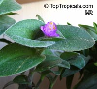 Tradescantia sillamontana, White Velvet, White Gossamer, Cobweb Spiderwort