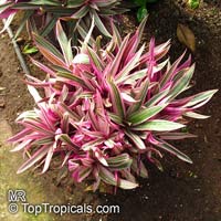 Tradescantia spathacea, Rhoeo spathacea, Tradescantia discolor, Boat lily, Rheo, Oyster plant, Moses-In-The-Boat

Click to see full-size image