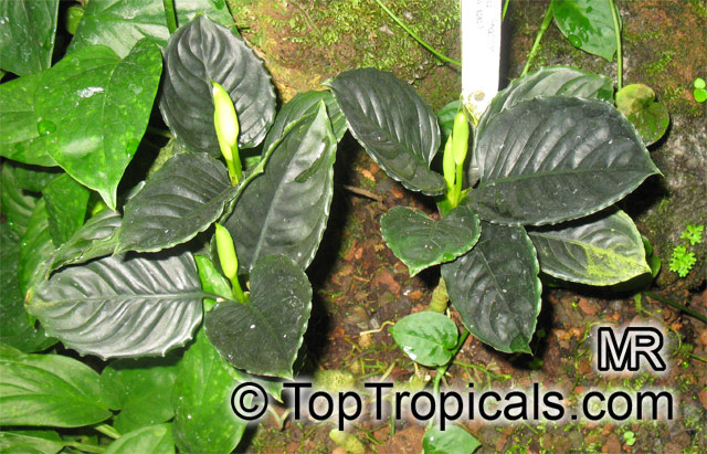 Aglaonema sp., Chinese Evergreen. Aglaonema simplex