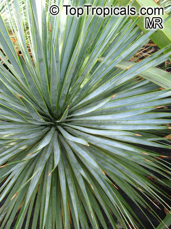 Yucca sp., Yucca, Adams Needle. Yucca rostrata