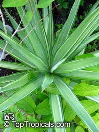 Yucca sp., Yucca, Adams Needle

Click to see full-size image