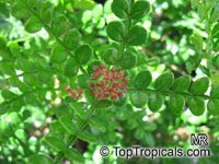 Zanthoxylum beecheyanum, Chinese Pepper Tree

Click to see full-size image