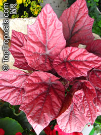 Begonia Rex - cultorum Group, Painted Leaf Begonia, Rex Begonia

Click to see full-size image
