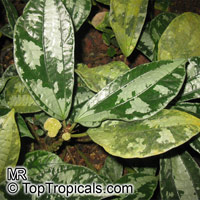 Pellionia acaulis, Elatostema latifolium var. acaule, Pellionia

Click to see full-size image