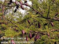 Acacia cavenia, Mimosa caven, Espino Cavan, Roman Cassie

Click to see full-size image