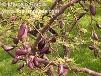 Acacia cavenia, Mimosa caven, Espino Cavan, Roman Cassie

Click to see full-size image