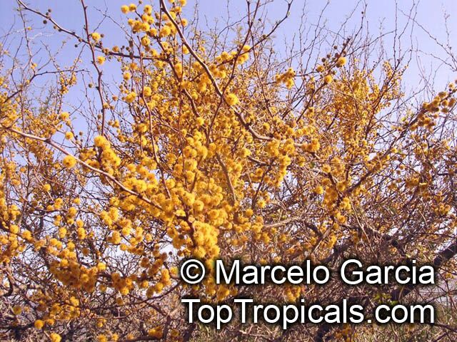 Acacia cavenia, Mimosa caven, Espino Cavan, Roman Cassie