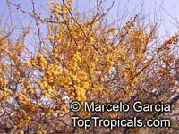 Acacia cavenia, Mimosa caven, Espino Cavan, Roman Cassie

Click to see full-size image
