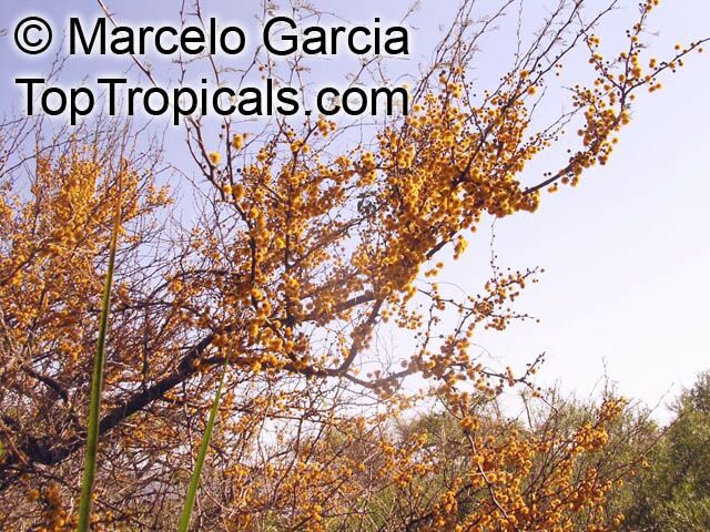 Acacia cavenia, Mimosa caven, Espino Cavan, Roman Cassie