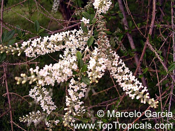Aloysia gratissima, Lippia lycioides, Aloysia lycioides, Whitebrush, Beebrush