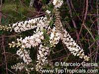 Aloysia gratissima, Lippia lycioides, Aloysia lycioides, Whitebrush, Beebrush

Click to see full-size image