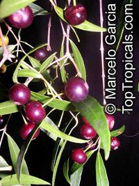 Blepharocalyx salicifolius, Eugenia salicifolia, Murta

Click to see full-size image