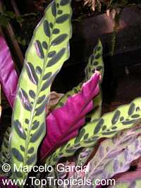 Goeppertia insignis, Calathea lancifolia, Calathea insignis, Rattlesnake Plant

Click to see full-size image