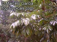 Castanospermum australe, Black Bean, Moreton Bay Chestnut

Click to see full-size image