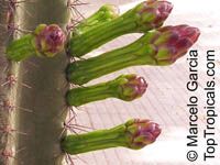 Cereus peruvianus, Cereus repandus, Cereus uruguayanus, Cereus hildmannianus, Night Blooming Cereus, Peruvian Apple, Column Cactus, Apple Cactus

Click to see full-size image