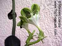 Ceropegia sandersonii, Parachute Plant, Umbrella Flower

Click to see full-size image
