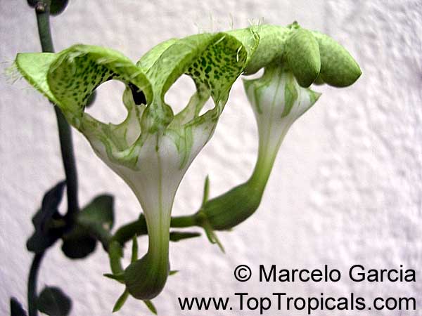 Ceropegia sandersonii, Parachute Plant, Umbrella Flower