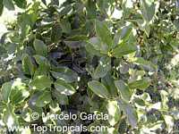 Citronella congonha (gongonha), Congoña, Naranjillo

Click to see full-size image