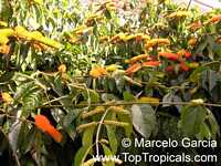 Combretum fruticosum, Orange Flame Vine, Chameleon Vine

Click to see full-size image