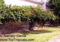 Combretum fruticosum, Orange Flame Vine, Chameleon Vine

Click to see full-size image
