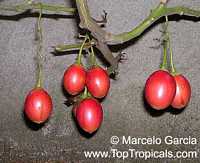 Cyphomandra betacea Red (Томатное дерево) - растение