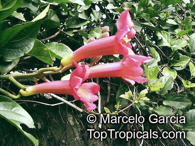 Distictis buccinatoria, Phaedranthus buccinatorious, Bignonia buccinatoria, Amphilophium buccinatorium, Mexican Blood Flower, Blood Trumpet Vine